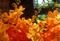DSC_4611 (1)