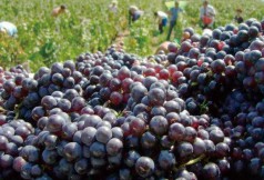 beaujolais2